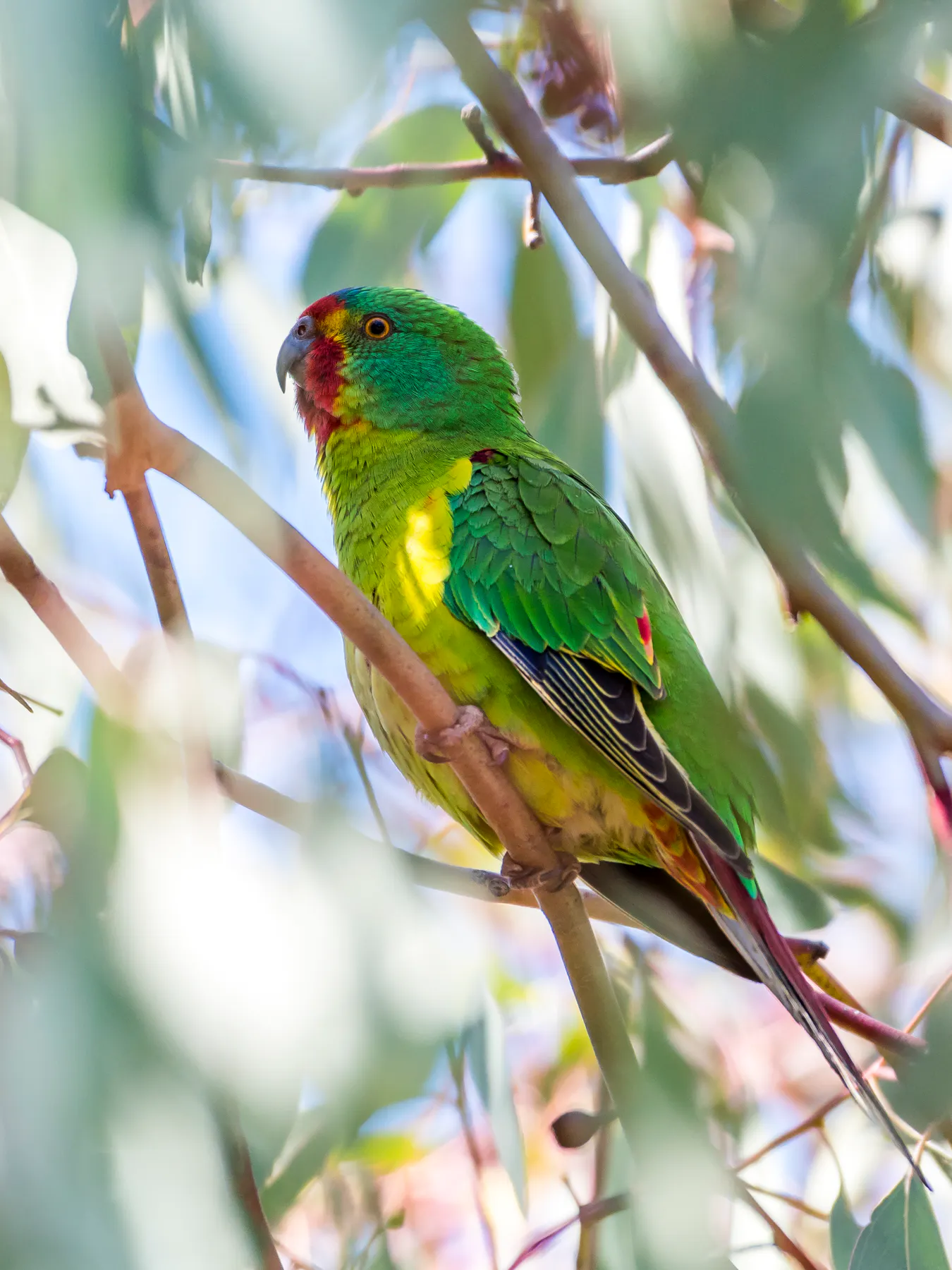 eastern-australian-temperate-forests-one-earth